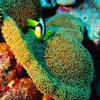 Picture taken during the dive