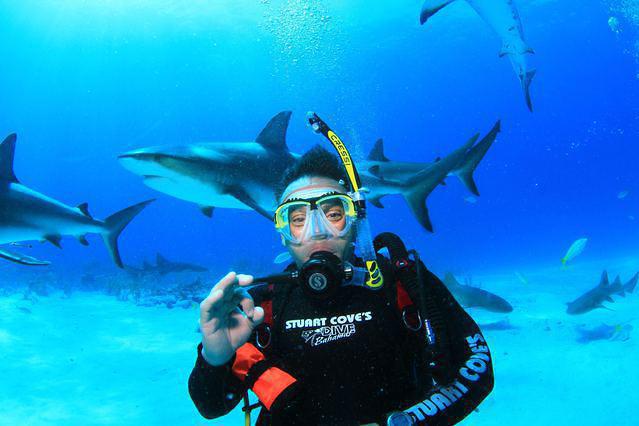 Stuart Cove's Dive Bahamas - Dive Center in 巴哈马