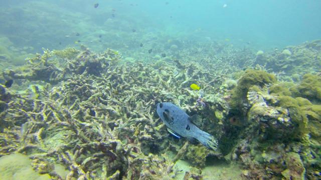 Hippo Divers - Dive Center in Thailand