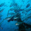 Picture taken during the dive