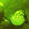 Picture taken during the dive