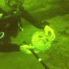 Picture taken during the dive