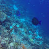 Picture taken during the dive