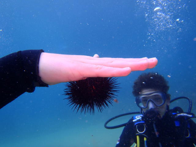 BWATER DIVER - Dive Center in Spain