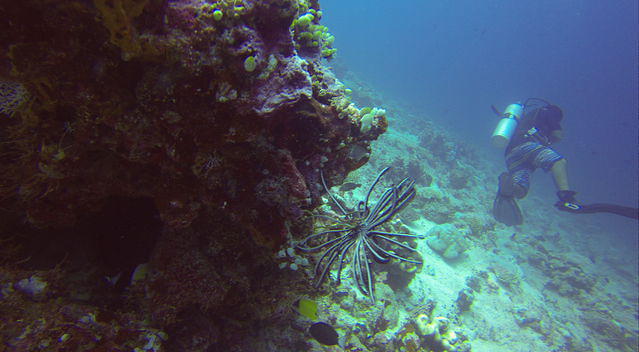 Werner Lau Filitheyo - Dive Center