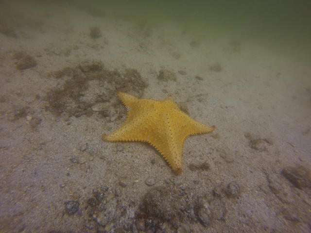 Sotto Mare - Dive Center in Brazil