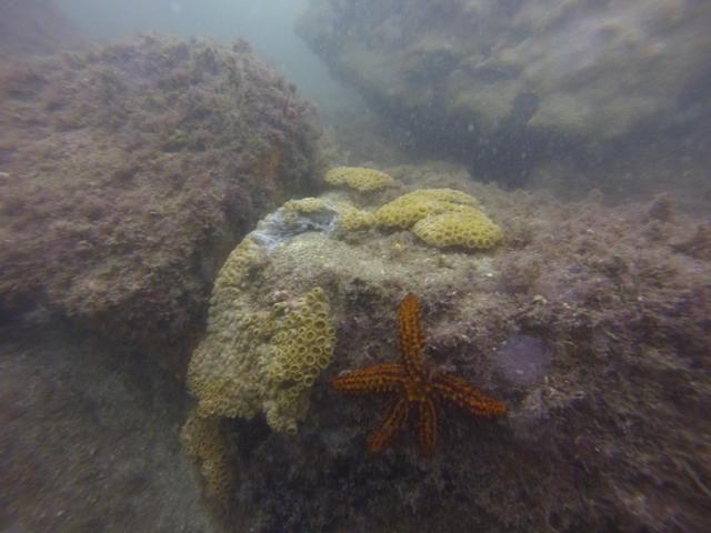 Sotto Mare - Dive Center in Brazil
