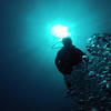 Picture taken during the dive