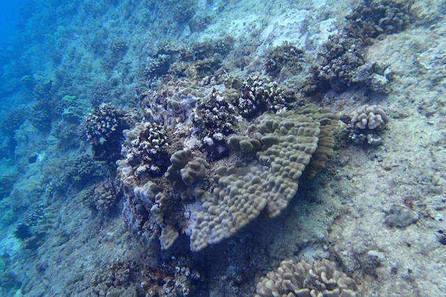 Hawaii School Of Diving - Dive instructor in United States