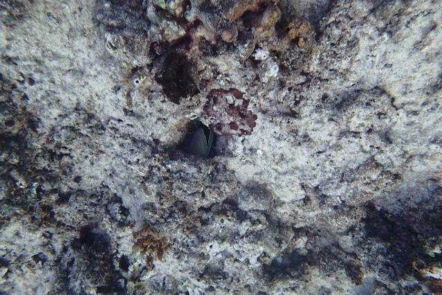 Hawaii School Of Diving - Dive instructor in United States