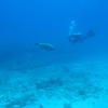Picture taken during the dive