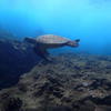 Picture taken during the dive