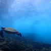 Picture taken during the dive