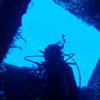 Picture taken during the dive