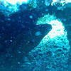Picture taken during the dive