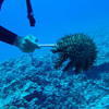 Picture taken during the dive