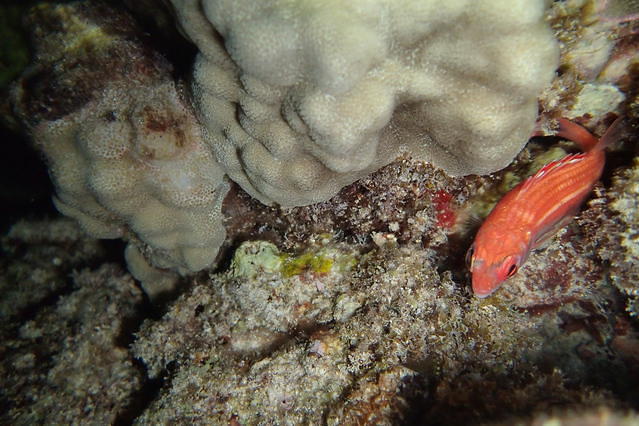 Honolulu Dive Club - Dive Club in United States