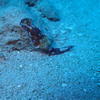 Picture taken during the dive