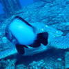 Picture taken during the dive
