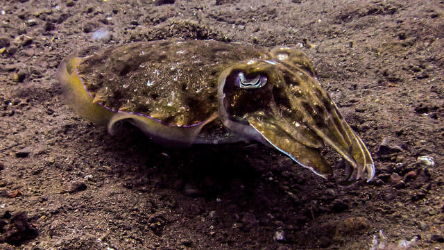 Aqua Dive Paradise - Dive Center in 印度尼西亚