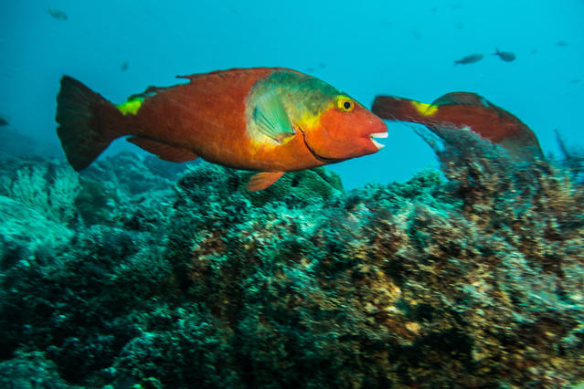 Diving in Cap-Vert, Santa Maria, Ilha do Sal - By Alexandre Ripert