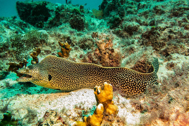 Scubacaribe - Dive Center in Cape Verde