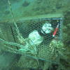 Picture taken during the dive