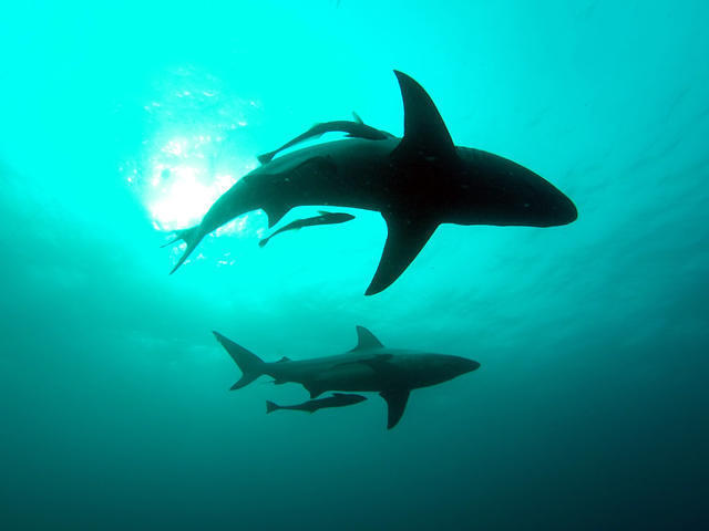 Diving in Scottburgh, South Africa - By Emma