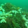 Picture taken during the dive