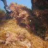 Picture taken during the dive