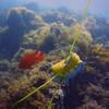 Picture taken during the dive