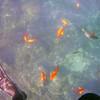 Picture taken during the dive