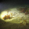 Picture taken during the dive