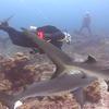 Picture taken during the dive