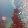 Picture taken during the dive