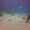 Picture taken during the dive
