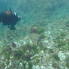 Picture taken during the dive