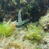 Picture taken during the dive