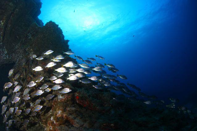 CORAL SUB - Dive Center in Spain