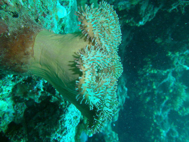 RA Divers Fiji-Volivoli Beach - Dive Center