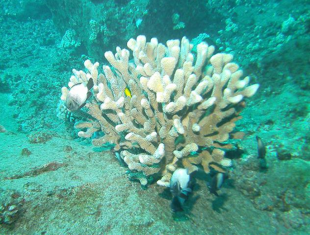Hawaiian Rafting Adventures, Inc. - Dive Center in United States