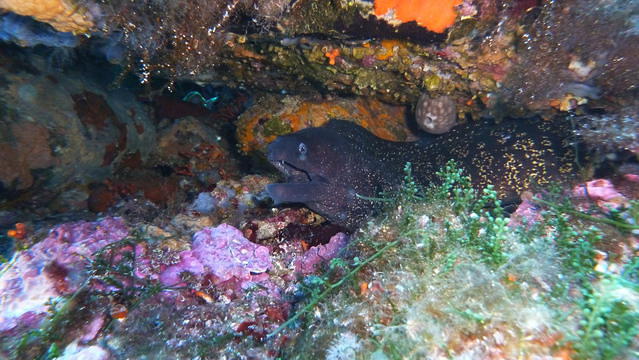 Bormes Plongée - Dive Center in France