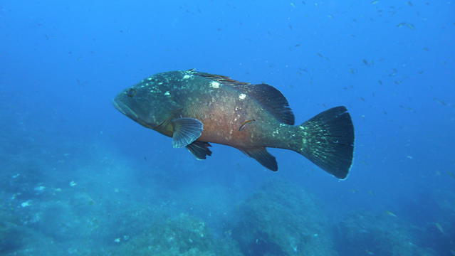 Bormes Plongée - Dive Center in France