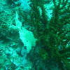 Picture taken during the dive