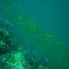 Picture taken during the dive