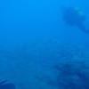 Picture taken during the dive
