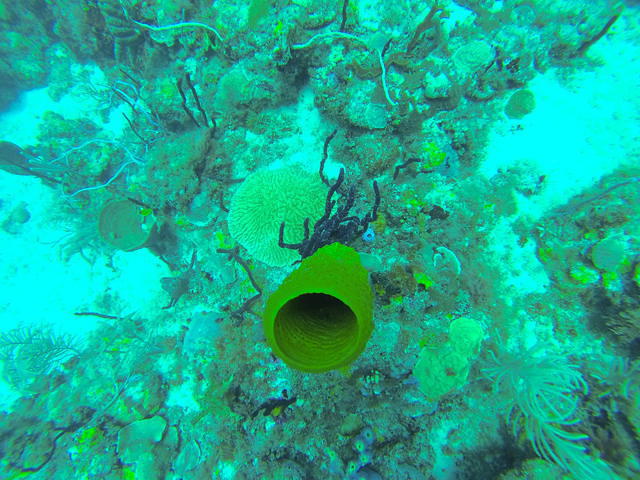 Aquanauts Grenada - Dive Center in Grenada