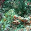 Picture taken during the dive