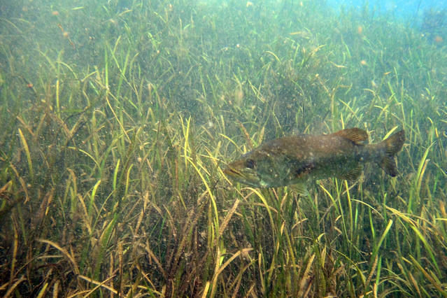 Seminole Scuba - Dive Center in United States