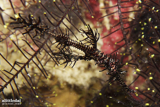 Diving in Philippines, Mactan Cebu - By Simon Chiu